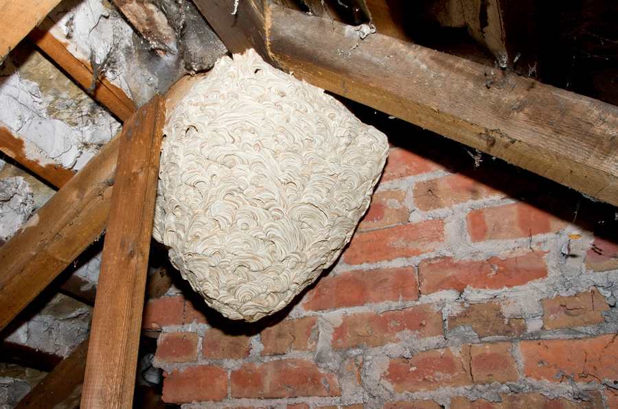 https://theexterminatorpestcontrol.co.uk/wp-content/uploads/2023/04/Wasp-Nest-Removal.jpg